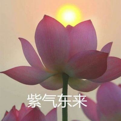 波西亚时光手游官方正版下载